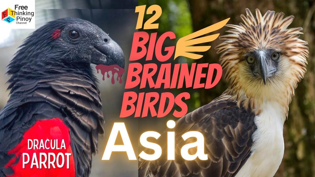 Nakakatakot na Dracula Parrot | 12 Birds of Asia: Philippine Eagle, Peacock, Owl
