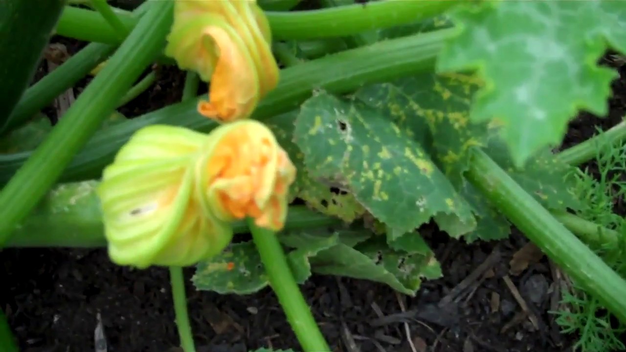 100% Organic Squash Bug and Cucumber beetle eradication