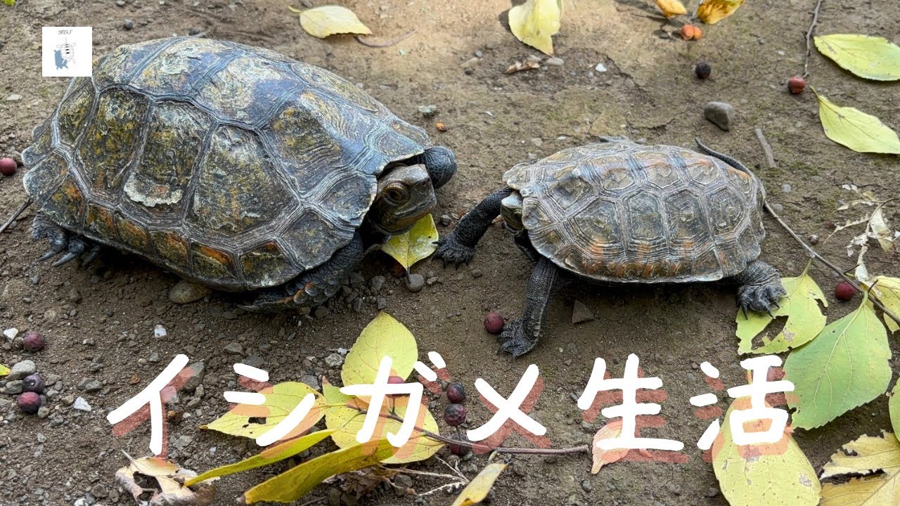 いつも通りが幸せ/自然の中でお散歩するカメさんたち