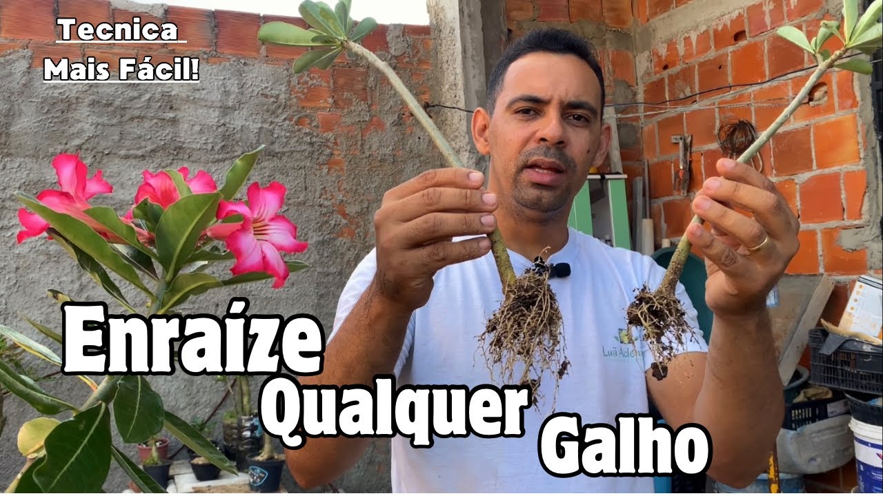 O Método Mais Simples para Enraizar Galhos de Rosas do Deserto