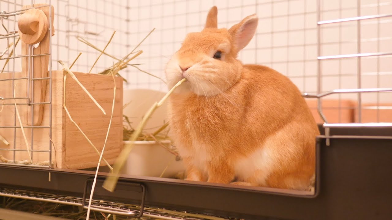 長い牧草を無心になってただただチモチモするウサギのマニア【No.432】