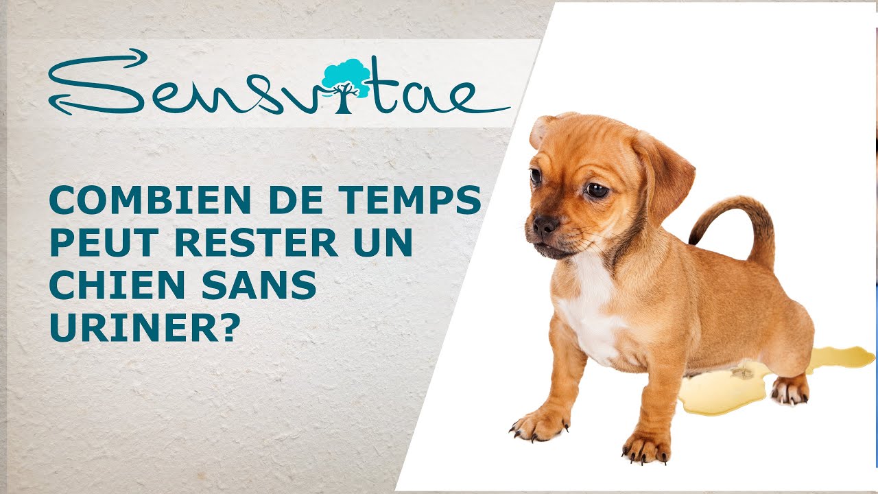 Combien de temps mon chien peut rester sans uriner? Réponse avec SOS Vétérinaire!