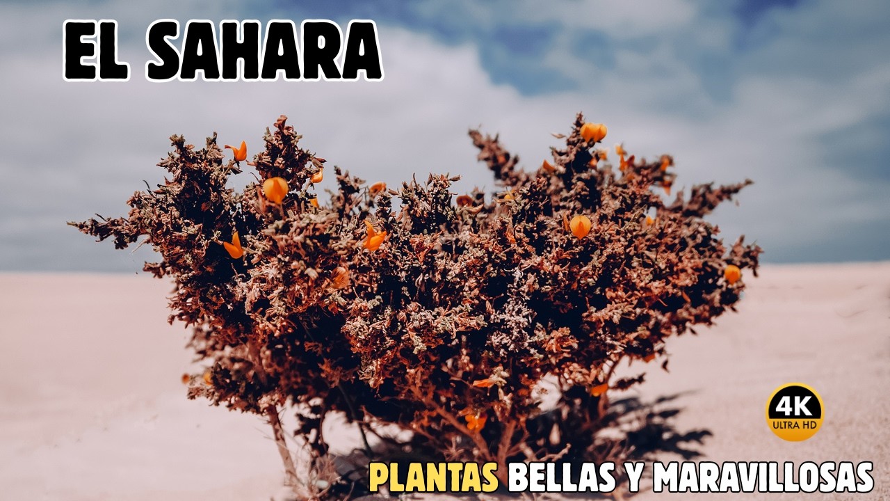 SAHARA: PLANTAS  De Otro Planeta Que Desafían el DESIERTO | DOCUMENTAL Episodio 1