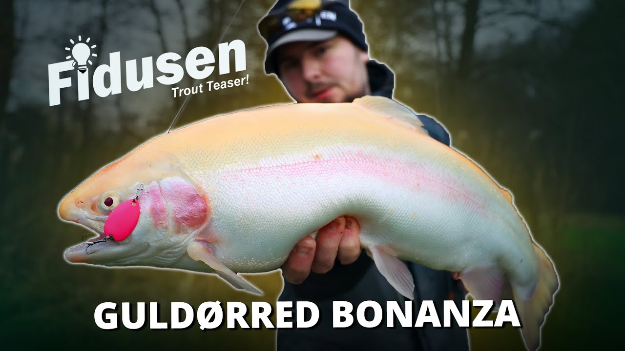 Bonanza Guldørred Fiskeri! Fang Flere Fisk Med Disse Tricks - Put & Take