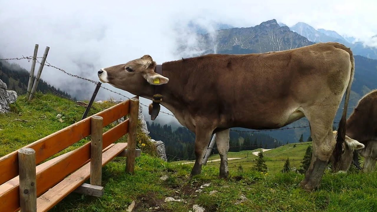 Breitenberg , Bavaria , Germany