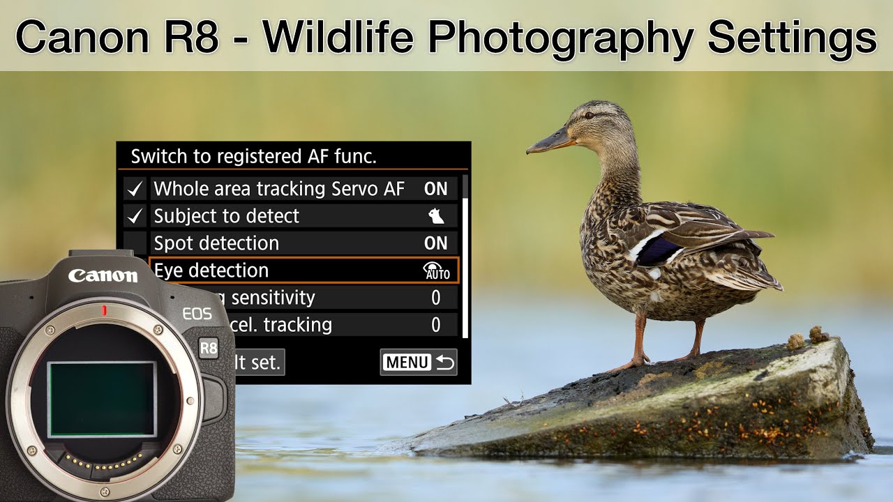 Canon EOS R8 - My settings for wildlife and landscape photography