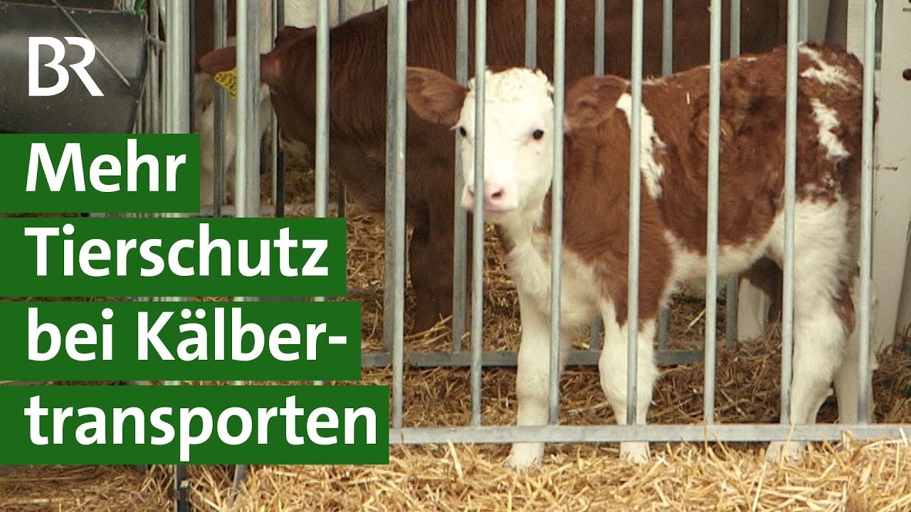 Tiertransporte: Wann dürfen Kälber transportiert werden? | Unser Land | BR