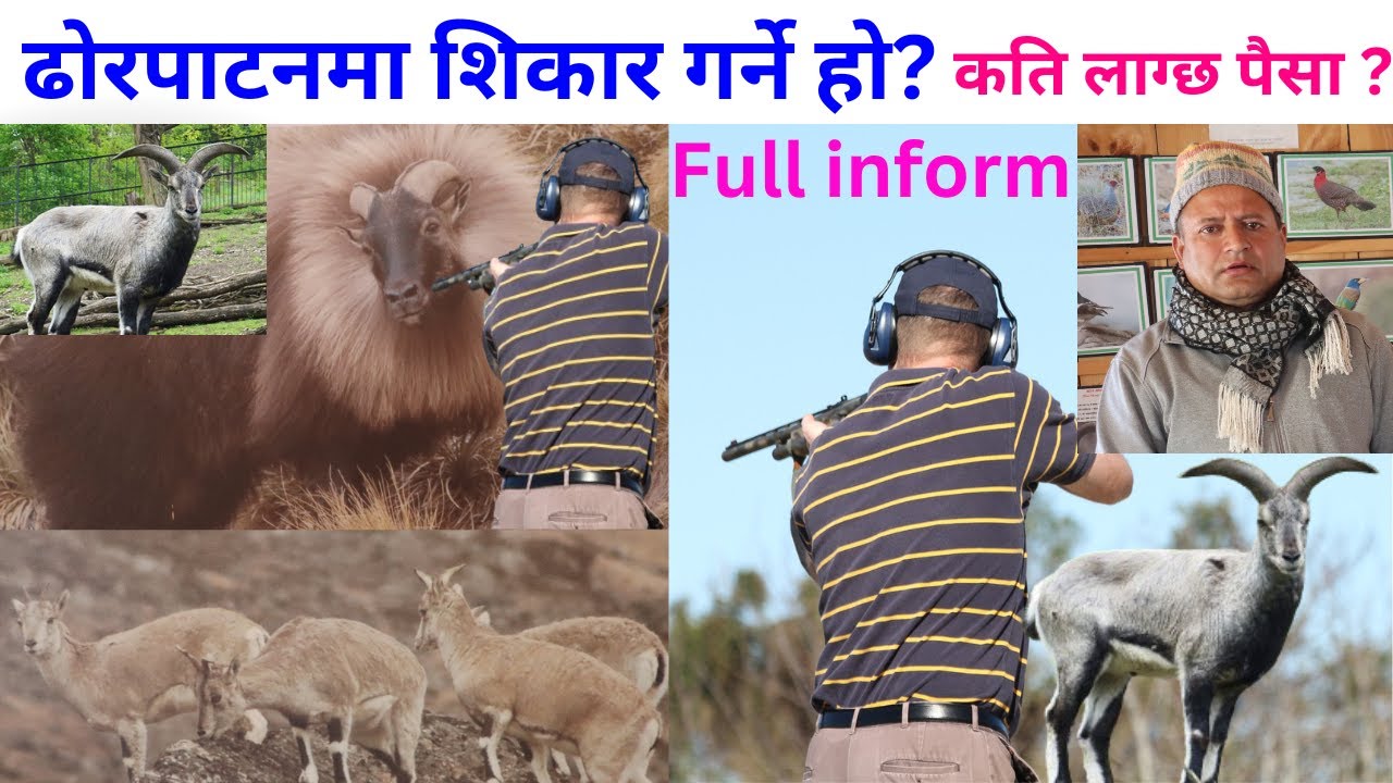 ढोरपाटन शिकार आरक्षमा शिकार गर्न कति रकम तिर्नुपर्छ ? Dhorpatan Hunting Reserve नाउरको शिकार गर्ने त