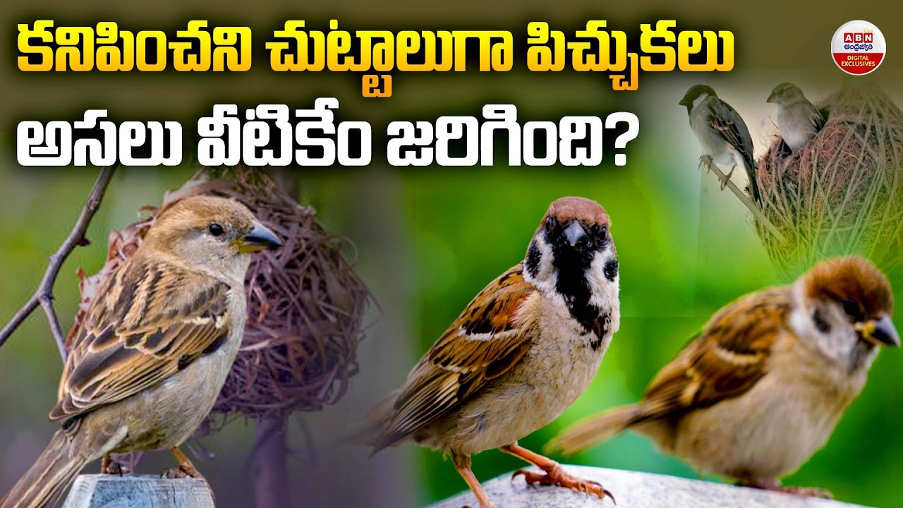 కనిపించని చుట్టాలుగా పిచ్చుకలు అసలు వీటికేం జరిగింది? | Where Have All the Sparrows Gone? | ABN