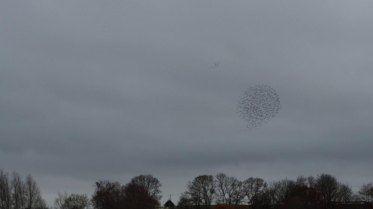 Starling mumuration, Hen Reedbeds, 26/11/2019