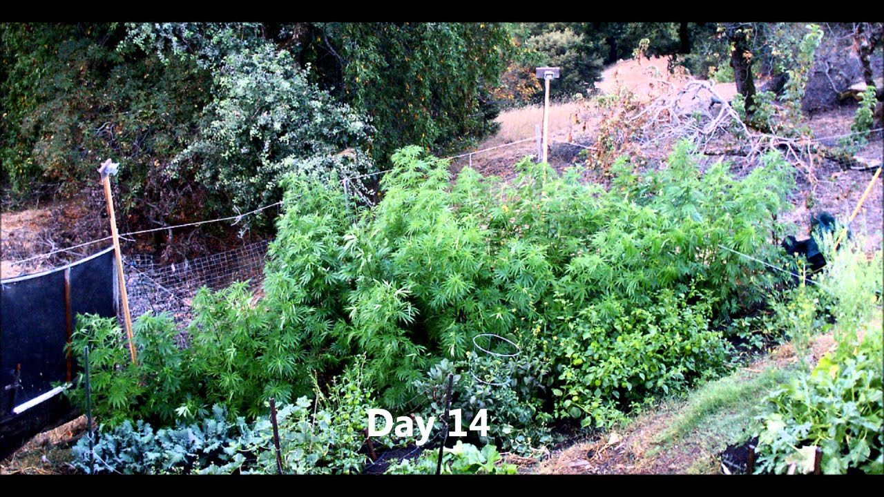 Outdoor Flower Initiator Experiment, Looking Good!