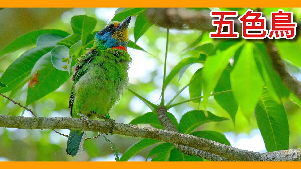 不可思議的台灣特有啄木鳥？繽紛的「五色鳥」，叫聲卻出賣了她！Psilopogon nuchalis【動物圖鑑】【台灣鳥傳奇】