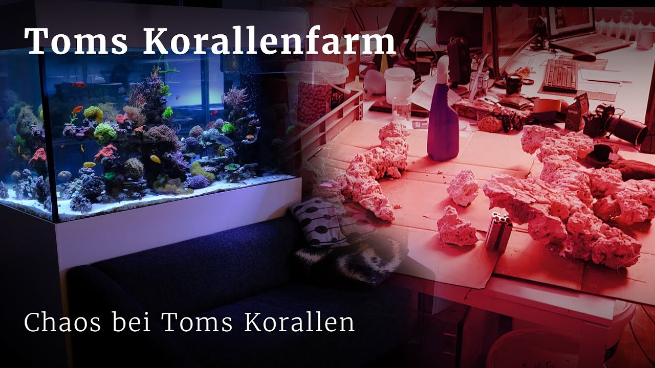 Chaos in der Korallenfarm von Toms Korallen
