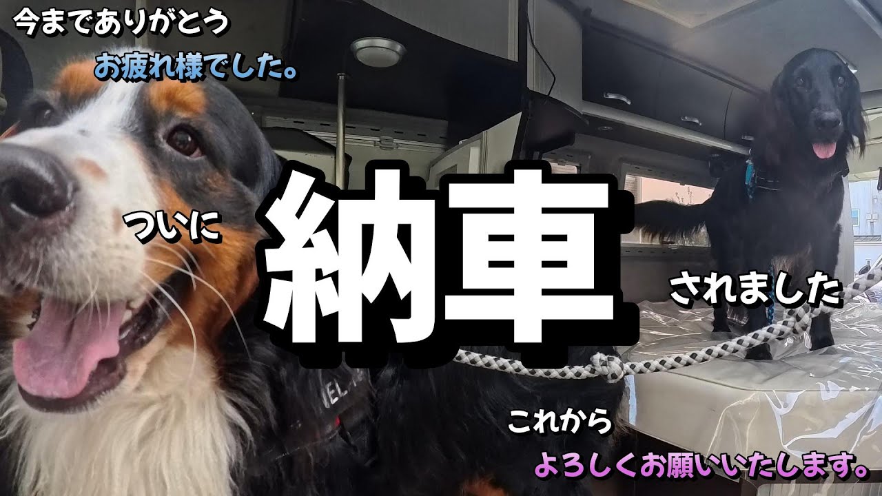 ついに納車されました！わんこ・にゃんこの移動車ハイエーススーパーロング【トイファクトリー】