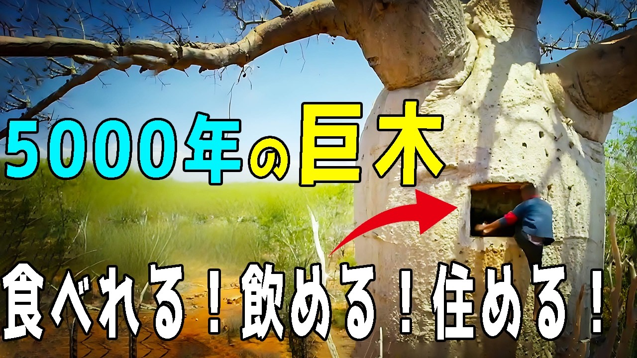 砂漠に8000kgの水を貯め、5500年以上も生きる巨木。水・食料・家にもなる「命の樹」バオバブの知られざる秘密