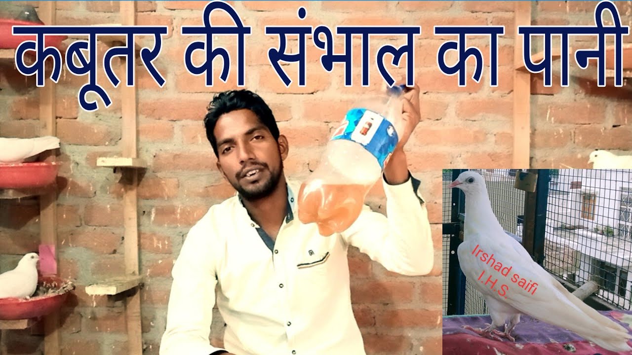 urd kar aane Wale kabootar ki sambhal Ka pani