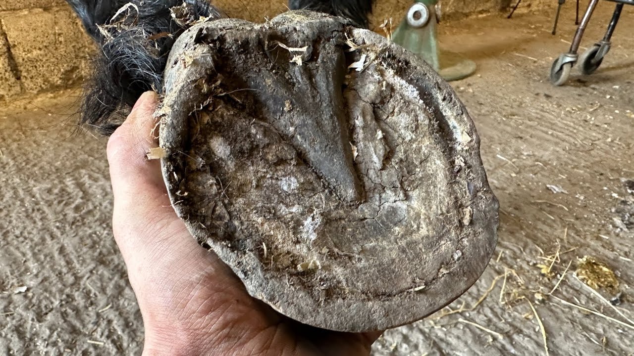 Helping This Poor Hoof With Hoof Gel And Shoes. (Hoof Restoration)