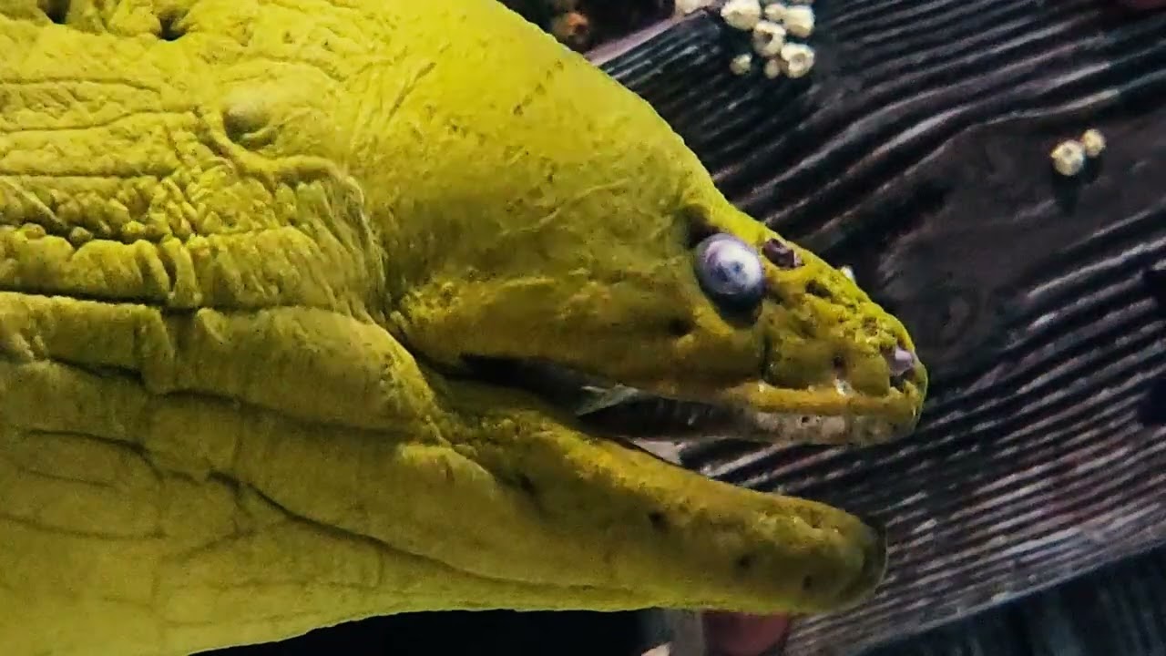 A Day at the Aquarium