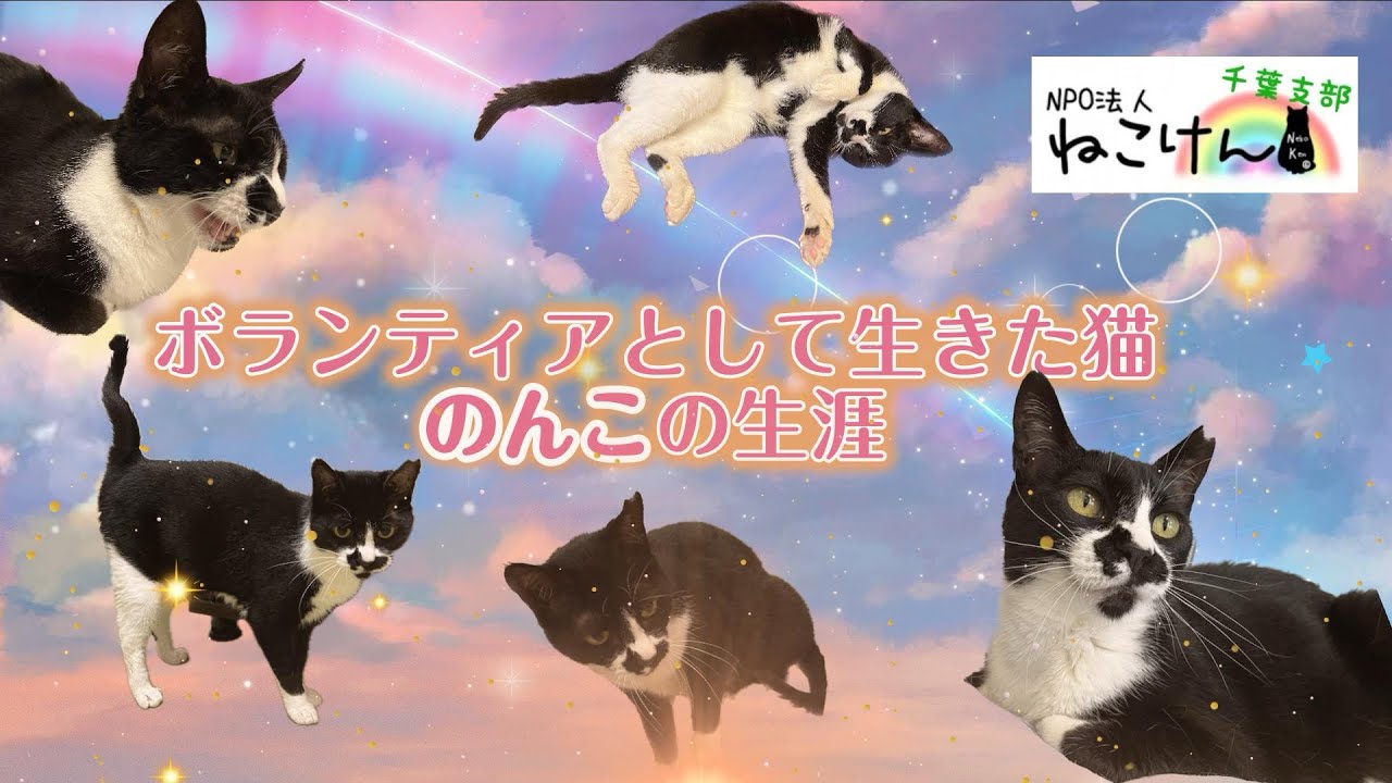 ボランティアとして生きた猫【のんこ】の生涯