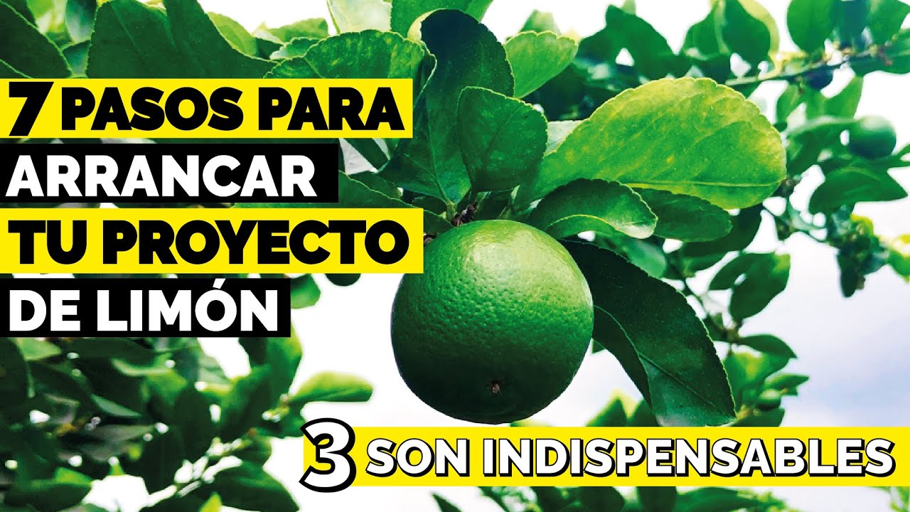 &iquest;Com&oacute; tener un &Aacute;RBOL o CULTIVO de LIM&Oacute;N? paso a paso 2022