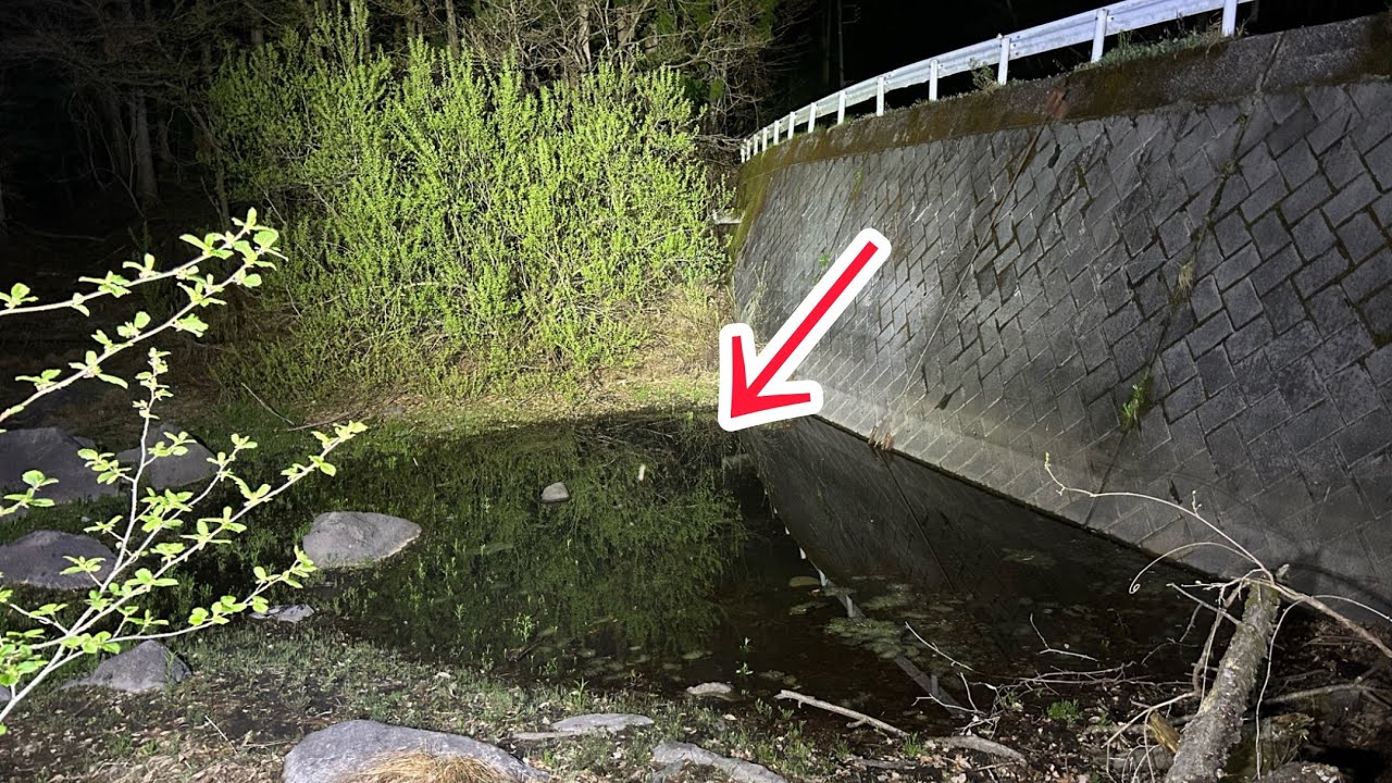 干上がりそうな池に希少生物が生息してました