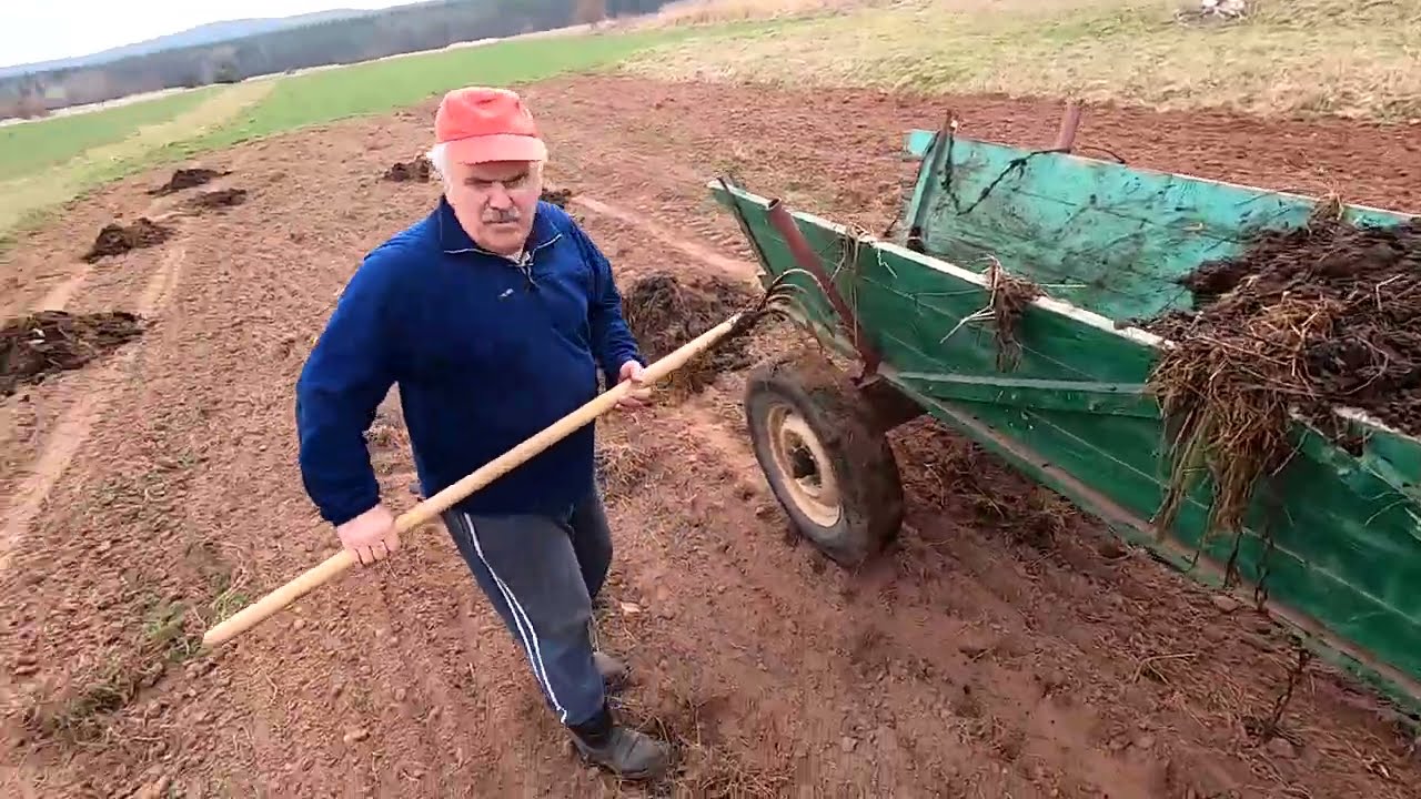 👍Tradycyjne Rozwalanie Obornika Pod Ziemniaki/ C 330 i Pług Unia Grudziądz 👍