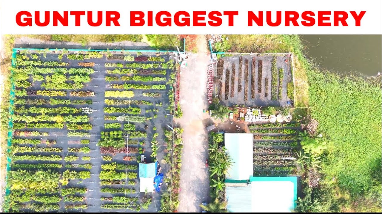 Guntur Biggest Nursery 50rs plant to 30k plant indoor and outdoor plants 🪴 #gunturnursery #nursery