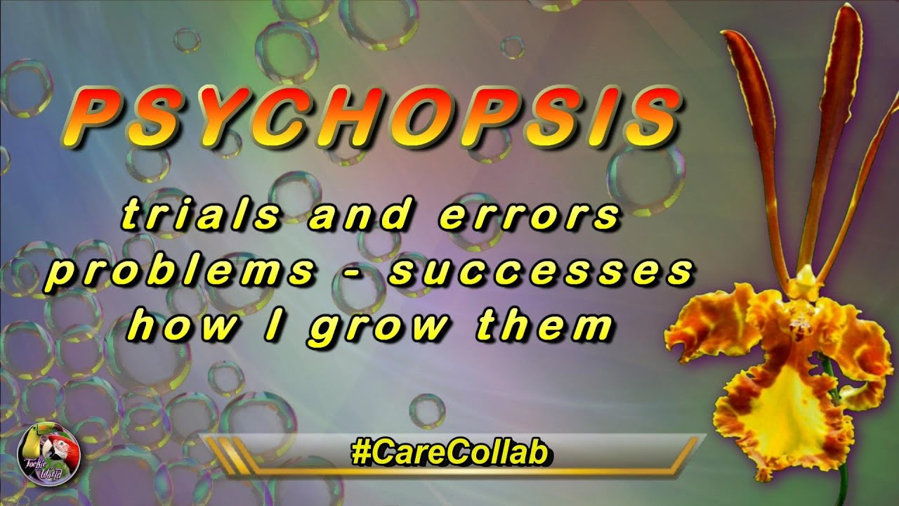 PSYCHOPSIS GENERAL CARE - #CARECOLLAB - 30/08/2021