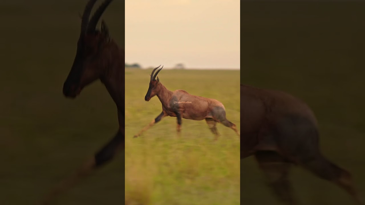 African Galloping Antelope #nature #wildlife #africa #antelope #gallop #beautiful #running HA27037
