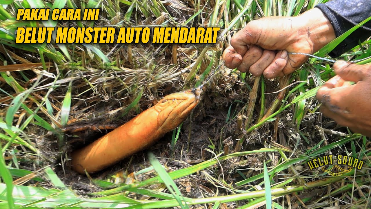 EFFECTIVE WAY TO CONQUER MONSTER EEL ALAYS OF WELUT SQUAD