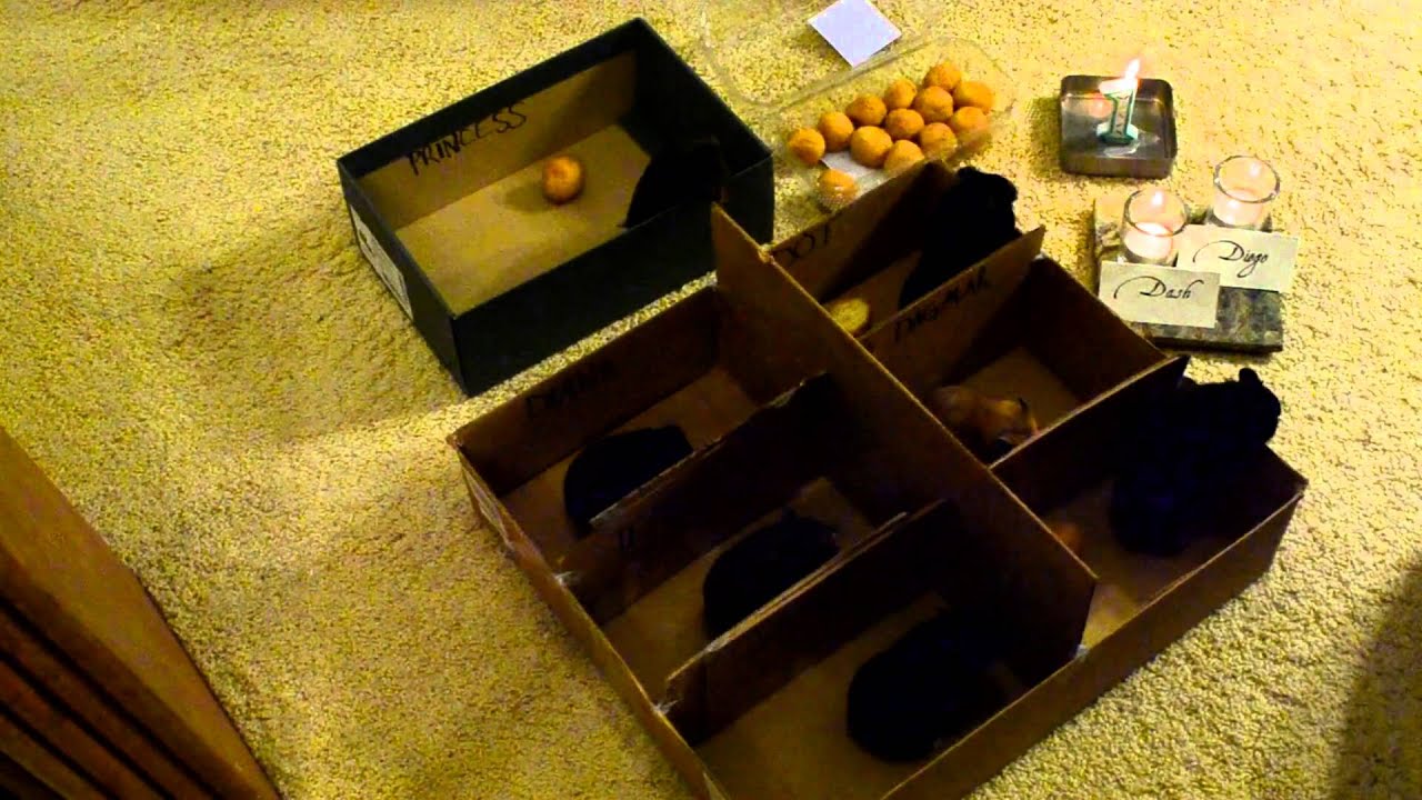 Four Minute Hamster Birthday Party