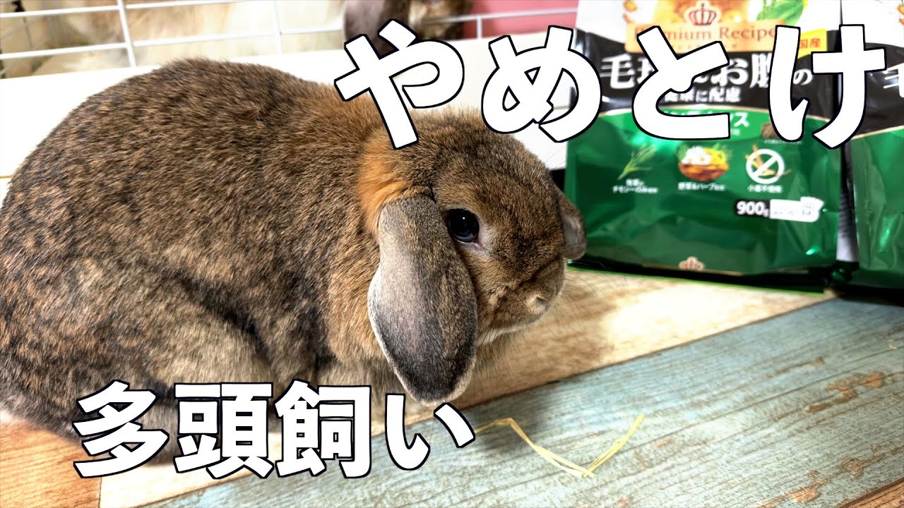 【NG】うさぎはできれば一匹で！！その理由は・・・