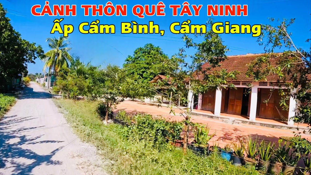 Khám Phá Vùng Quê Ấp Cẩm Bình, Xã Cẩm Giang Huyện Gò Dầu,Tỉnh Tây Ninh