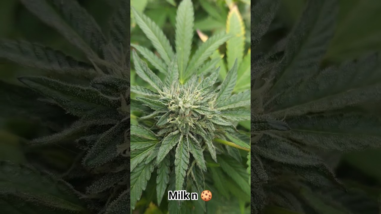 She's Dusted and Not Done Yet! 