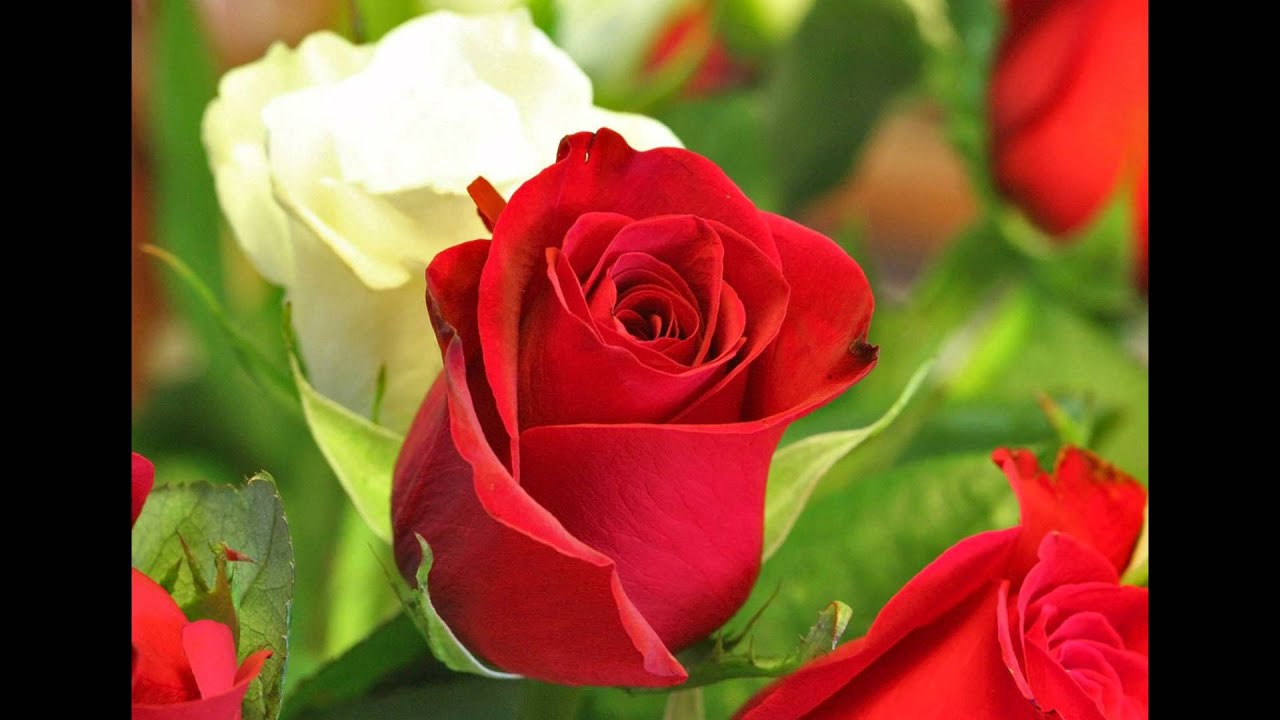 Dueto Las Palomas 🙊Azucena 😉