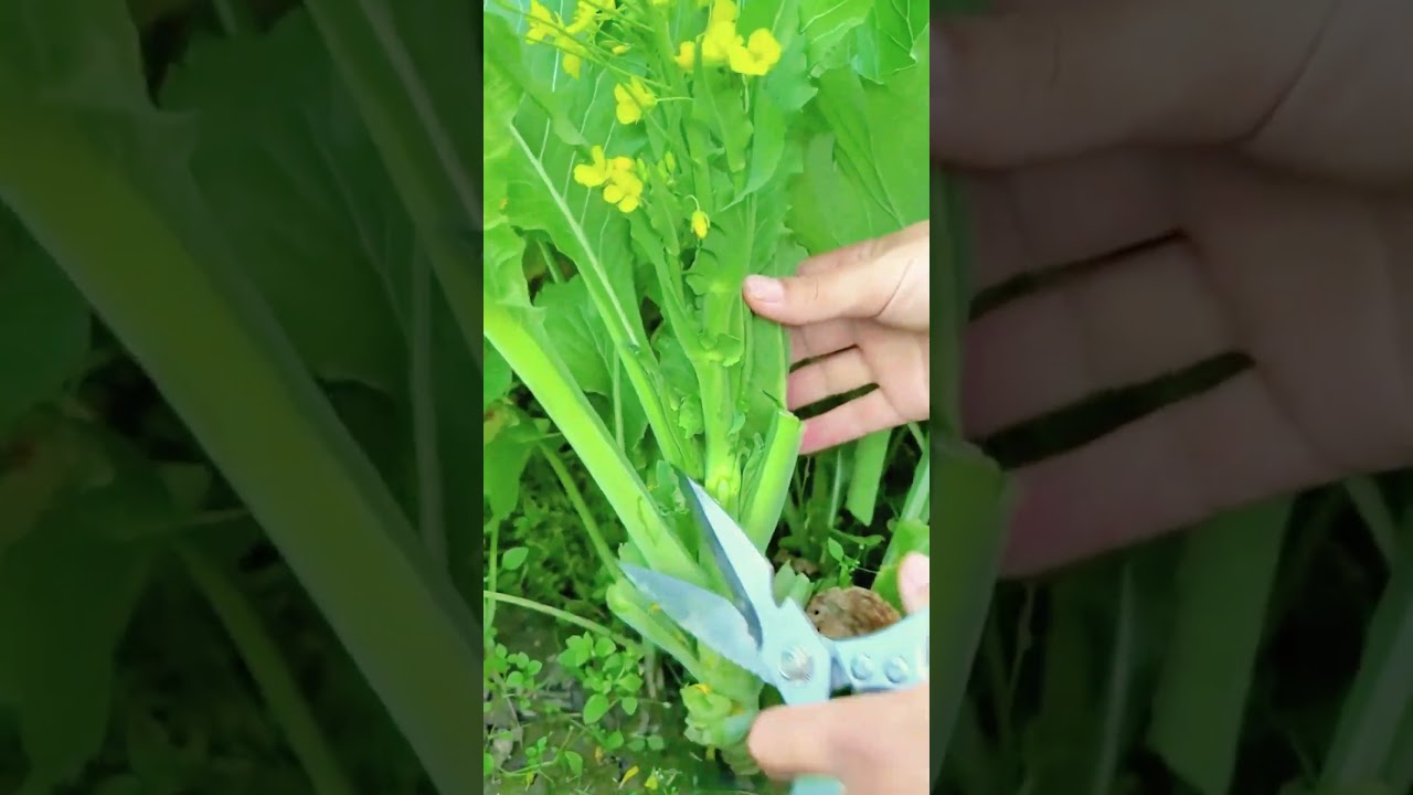 Super Sharp Simple Smart Tool For Harvesting Vegetables In a Precise and Efficient Way 