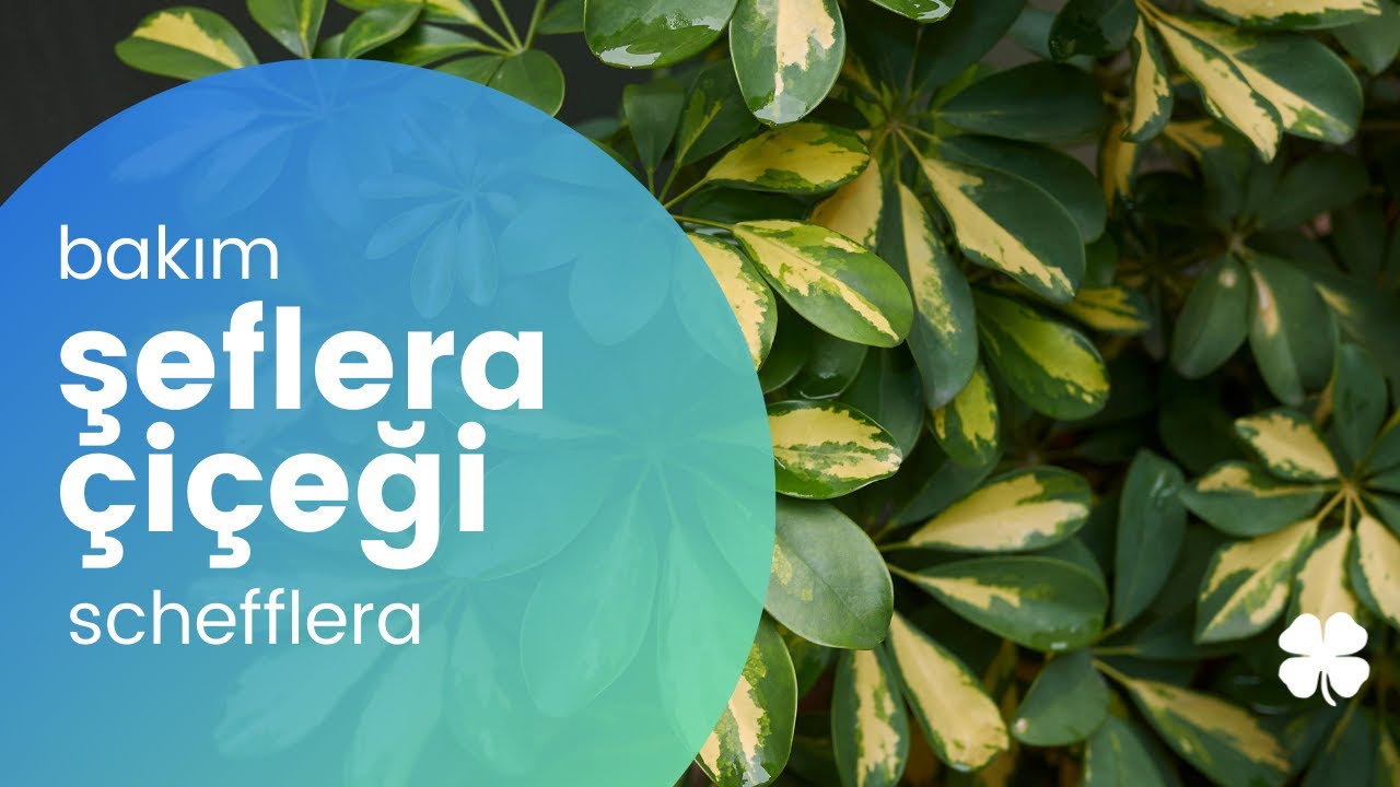 Şeflera Bakımı Nasıl Yapılır? | Şeflera Yaprakları Neden Dökülür? 🌿