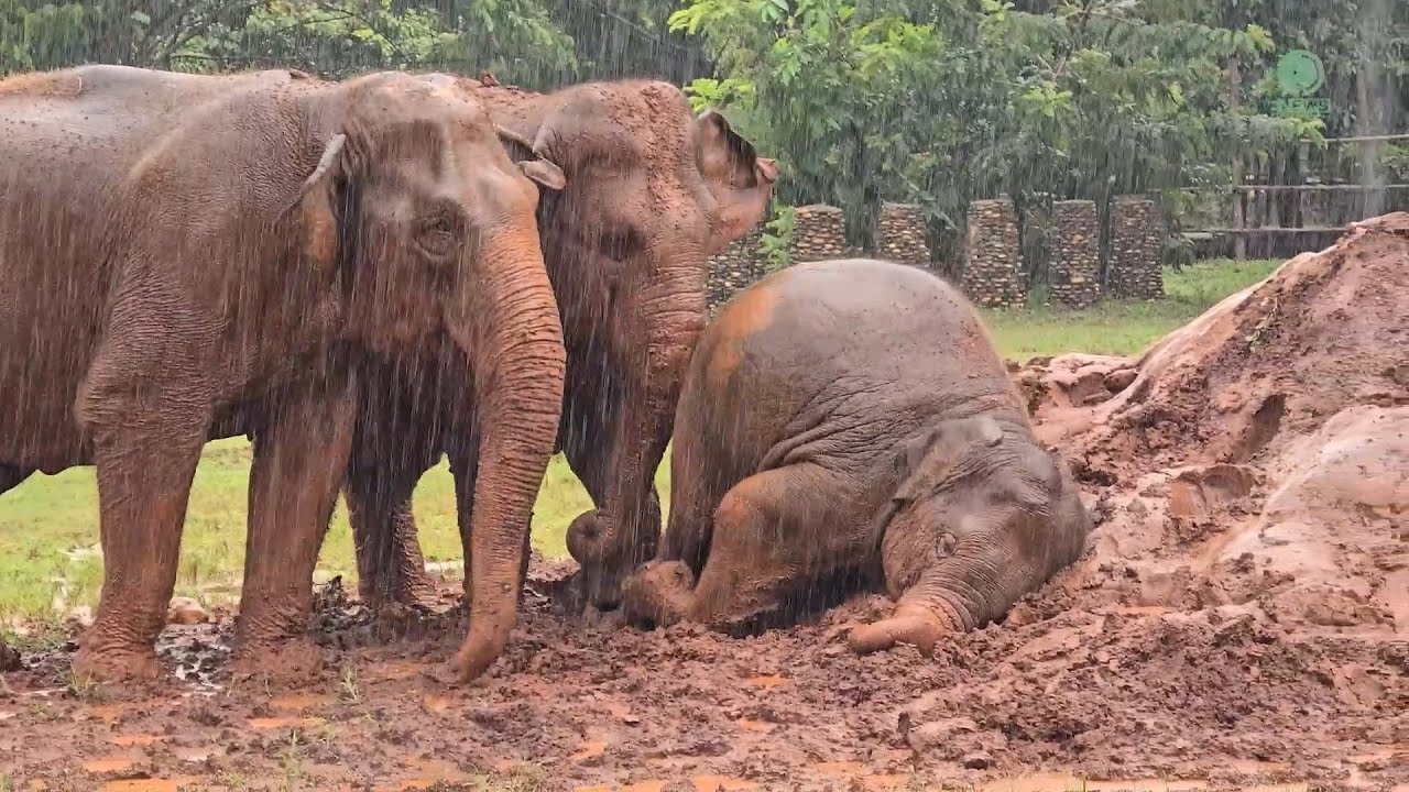 Thunder, Rain, and Laughter &mdash; Elephants at Play - ElephantNews
