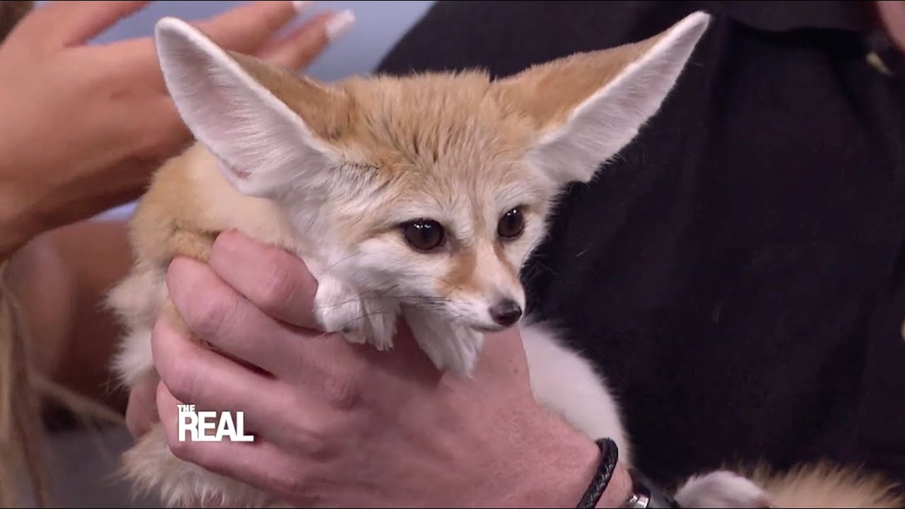 Jack Hanna Brings Furry Friends