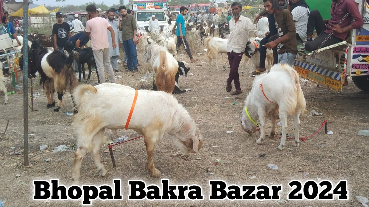 Sunday Vlog Bakra Mandi 2024 | Bhopal bakra mandi