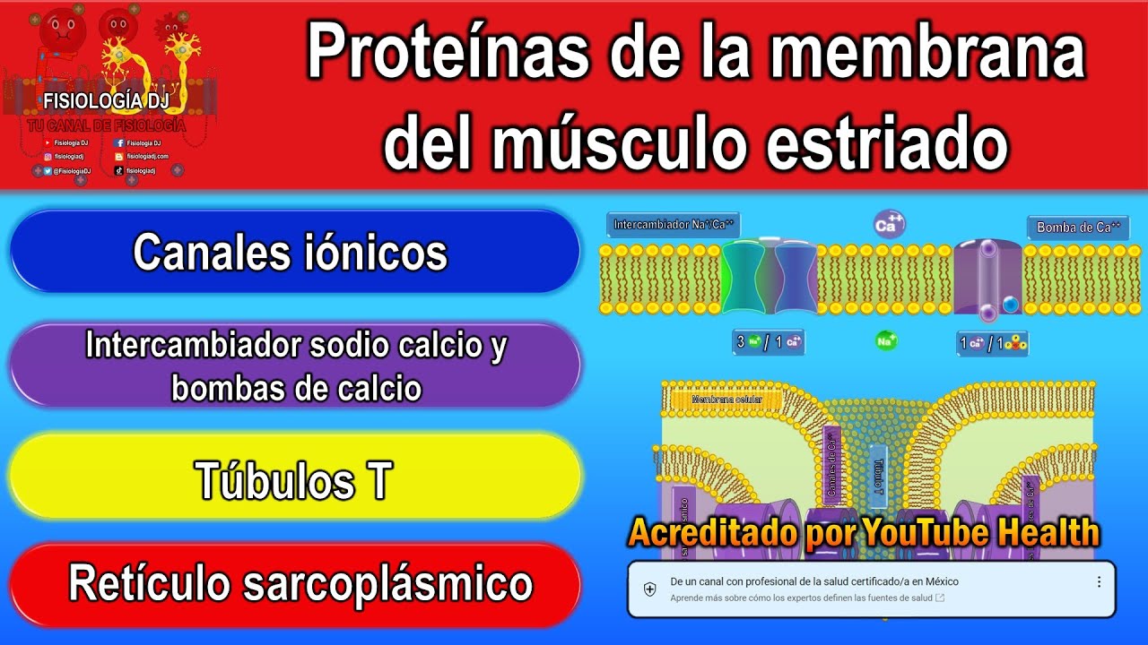 Túbulos T | Túbulos T músculo esquelético, músculo cardíaco | Túbulos T y retículo sarcoplásmico