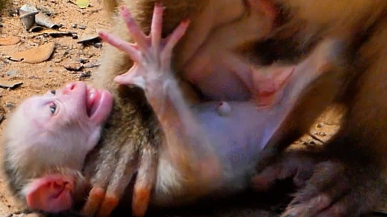 OhmyGod!...Mommy Monkey Libby A-t-t-a-c-k B-e-a-t Baby Monkey Leo C-r-y S-i-e-z-u-r-e-s