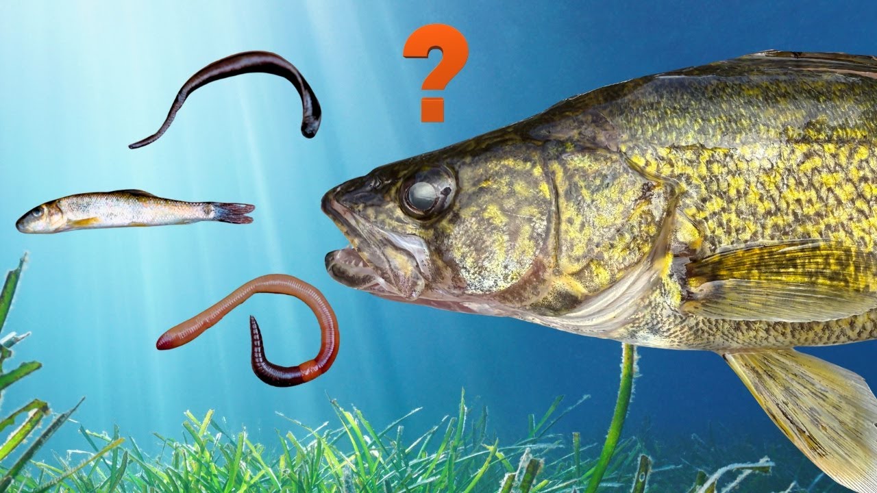 The TRUTH About Leeches, Minnows and Crawlers (These Live Baits Are NOT Created Equal!)