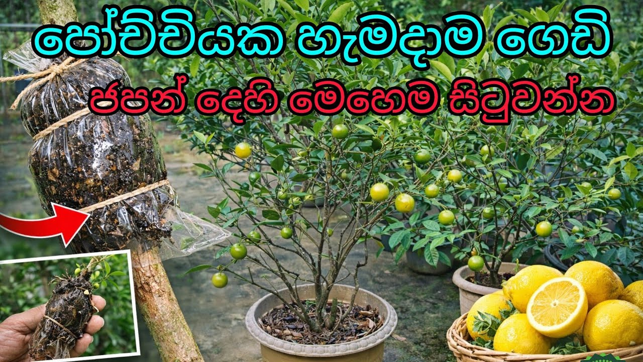 අතු බැදීමේ ක්‍රමයෙන් ජපන් දෙහි ගහක්  බද්ධ කිරීම | Propagation of Japan Lemon - Air Layering Method