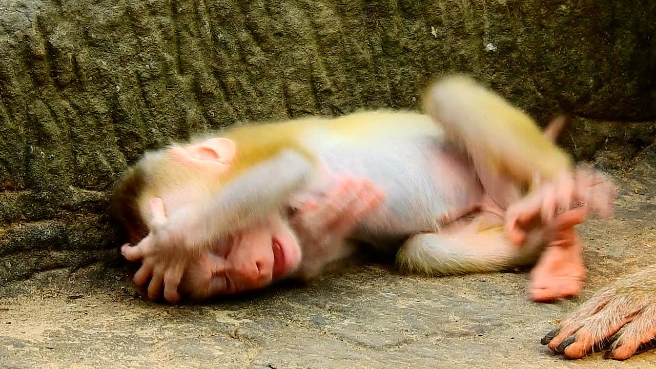 Baby monkey Lucie feeling stress