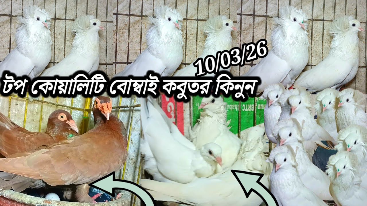 টপ কোয়ালিটির বোম্বাই কবুতর কিনুন ডিম বাচ্চার সহ খামারি ফরহাদ ভাই লোকেশন ভাওয়াল মির্জাপুর গাজীপুর 