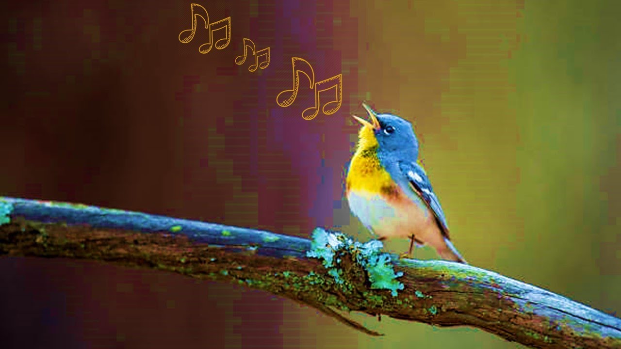 Top 10 Singing birds in the world