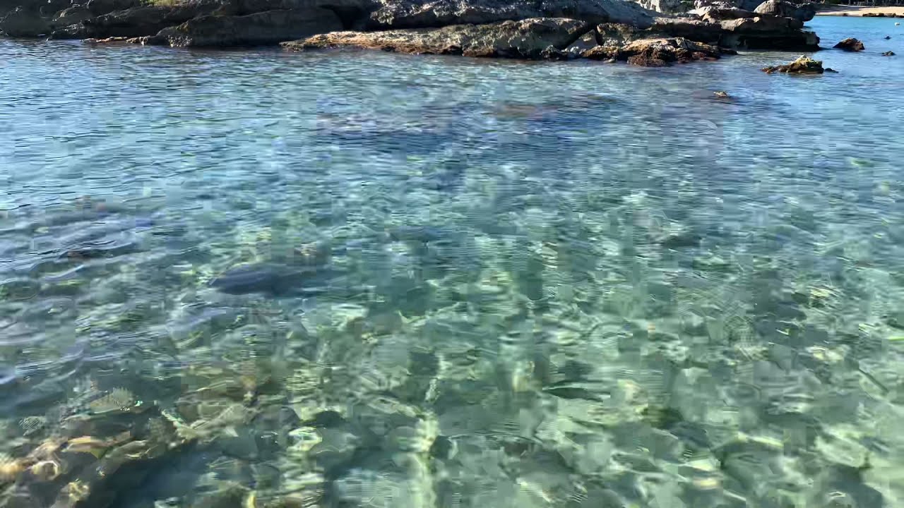 Fish Viewing Grand Sirenis Riviera Maya 4K