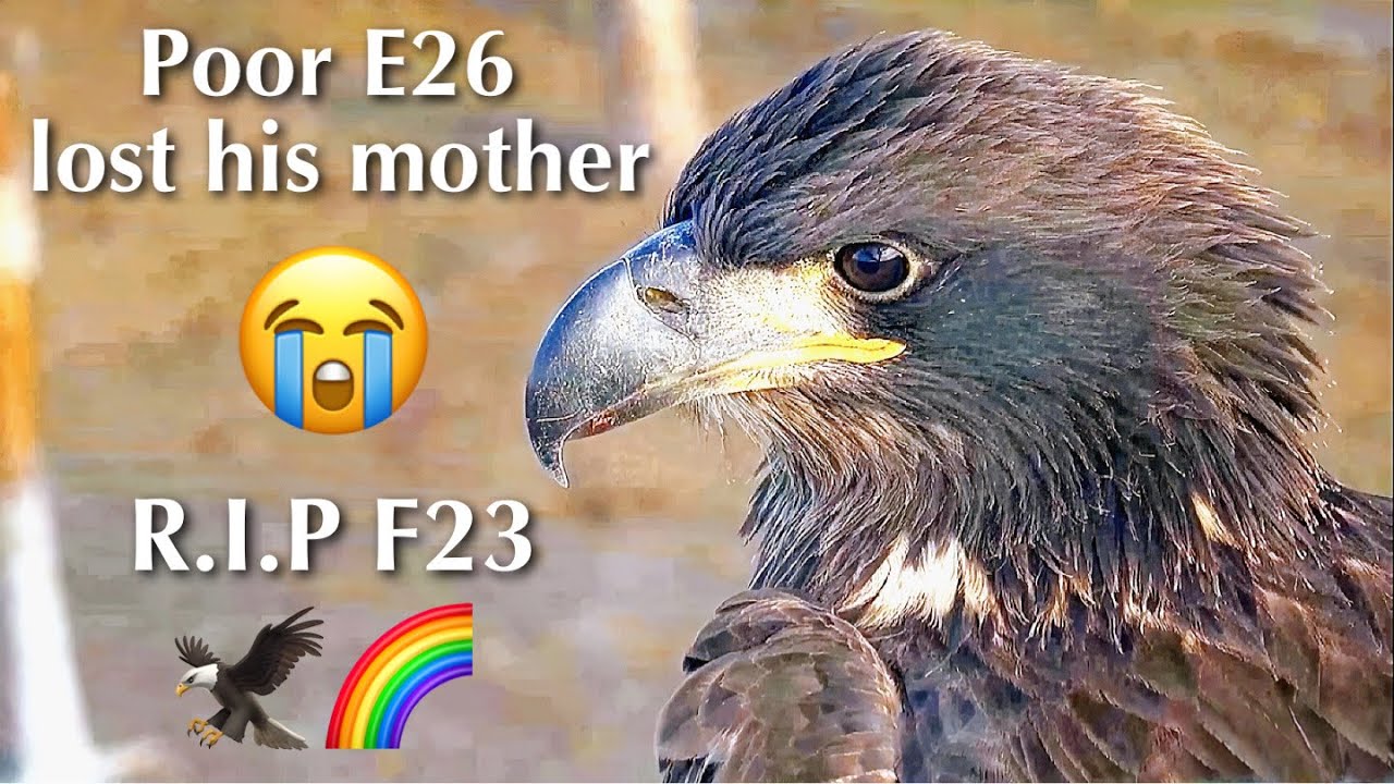 #286🦅E26🐥75°／SWFL Bald Eagle Nest 2025-2026／F23💗M15／Powerd by Southwest Florida Eagle Cam