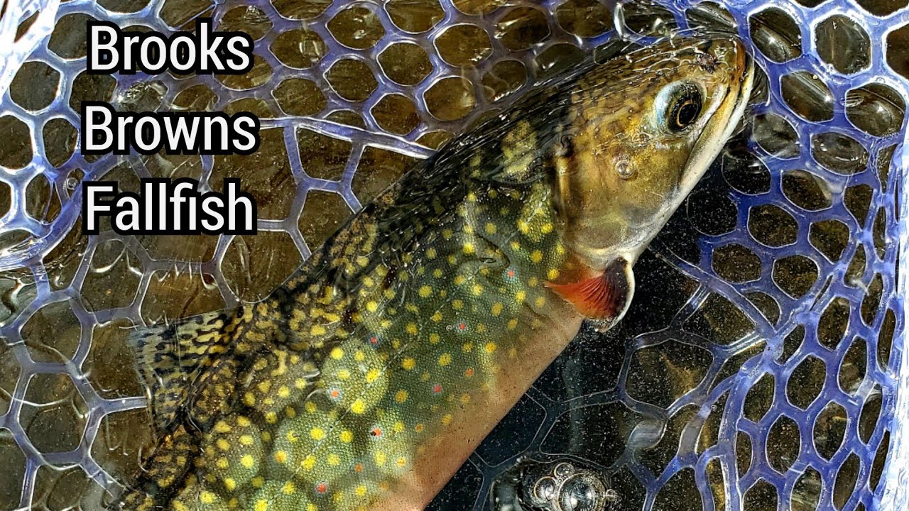 Wild Water Fly Fishing Combo || Brown Trout, Brook Trout and Fallfish